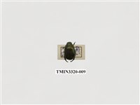 藏品(綠豔條金龜)的圖片